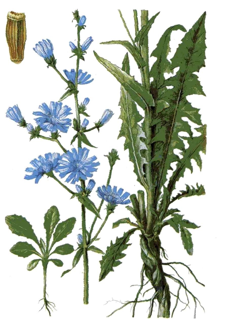 Xanthisma spinulosum