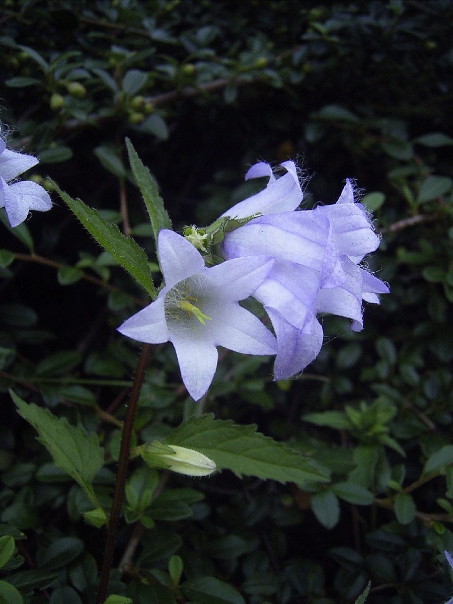 Campanula latifolia l. колокольчик широколистный