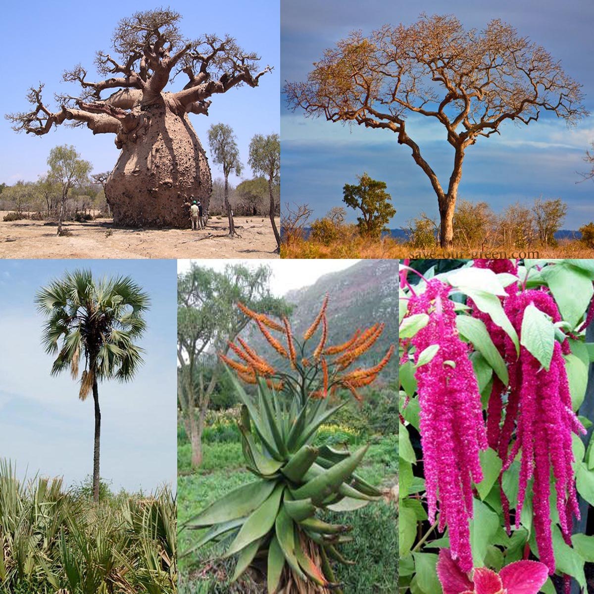 Родина какого растения африка