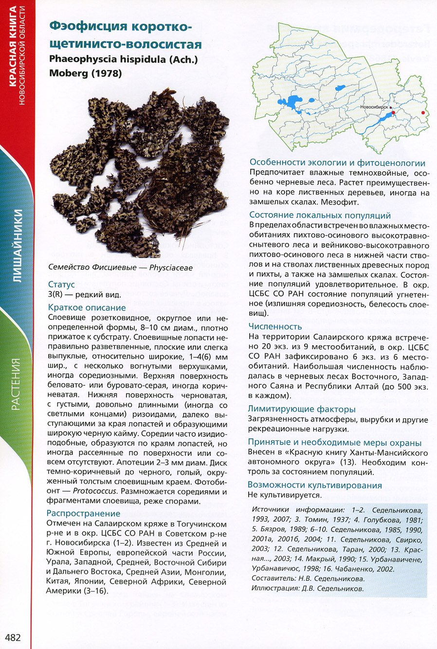 Растения рекордсмены Секвойя