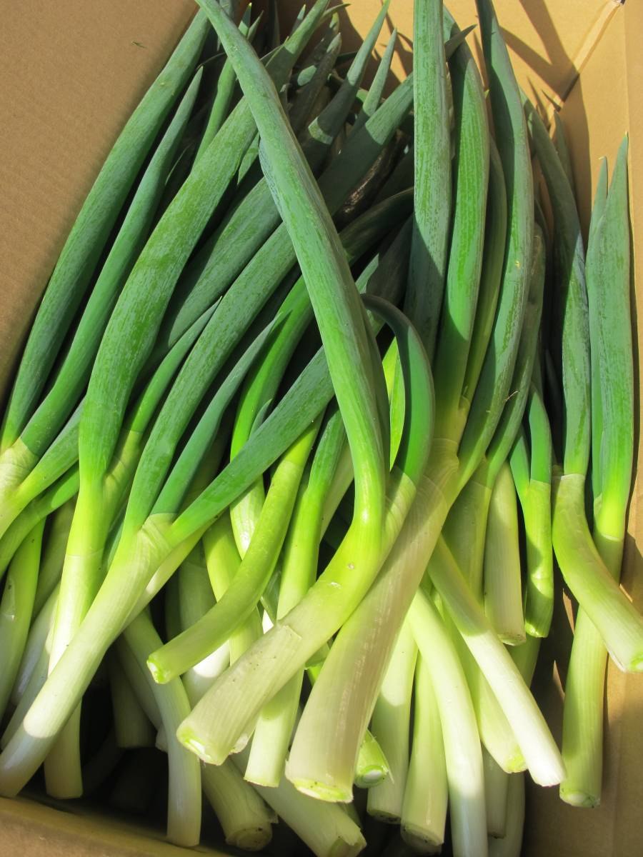 Геральдический символ Шотландии чертополох