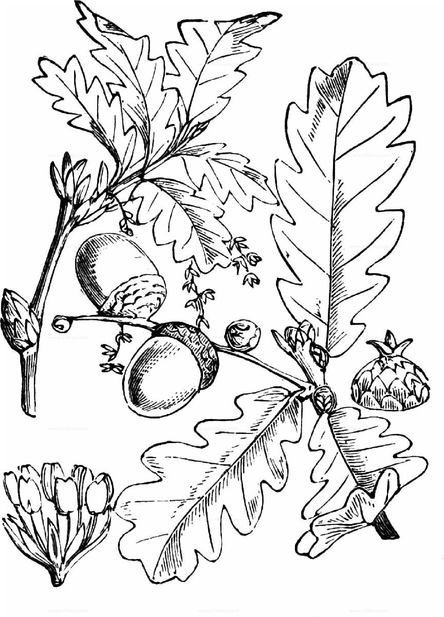 Дуб скальный (Quercus petraea)