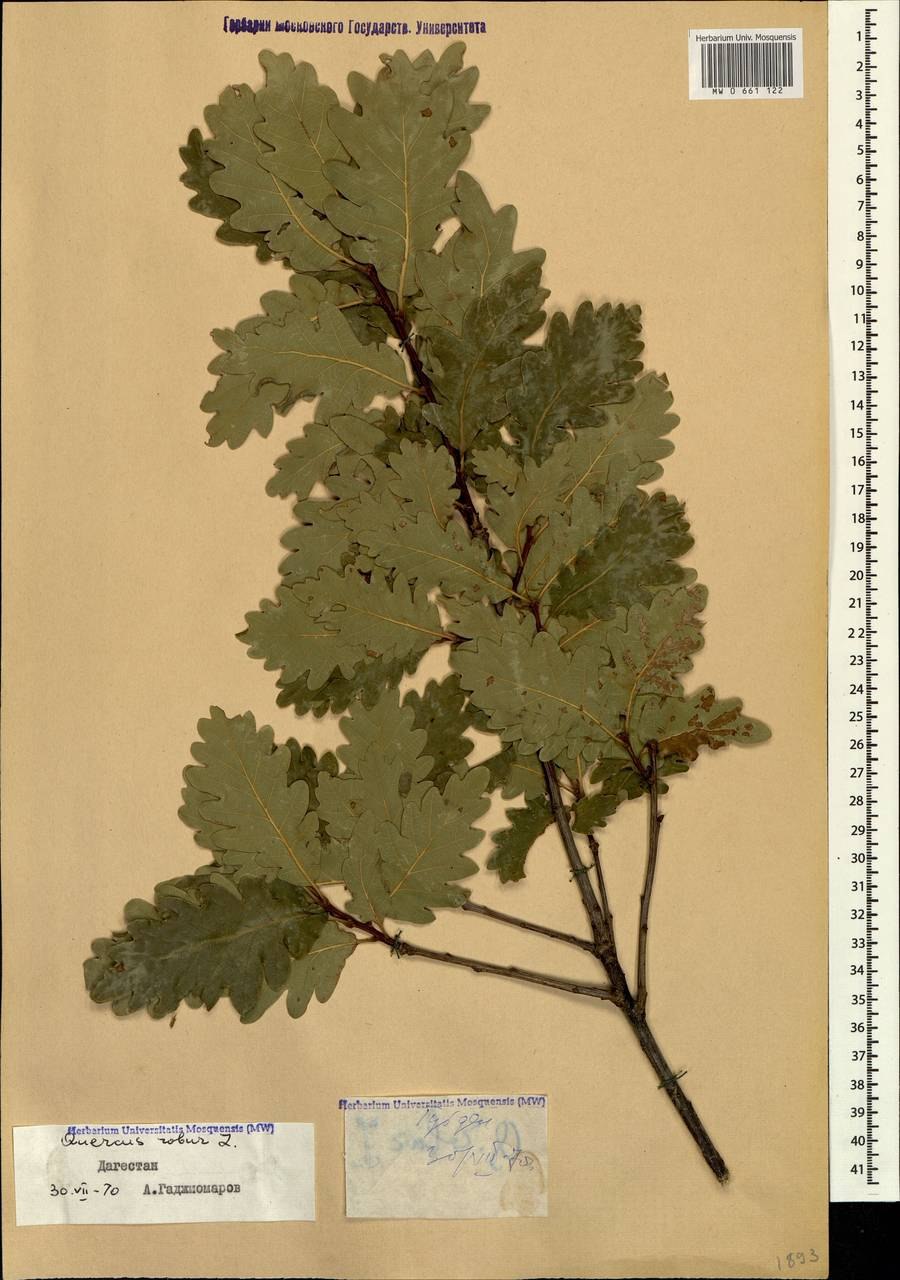 Дуб черешчатый (Quercus Robur)