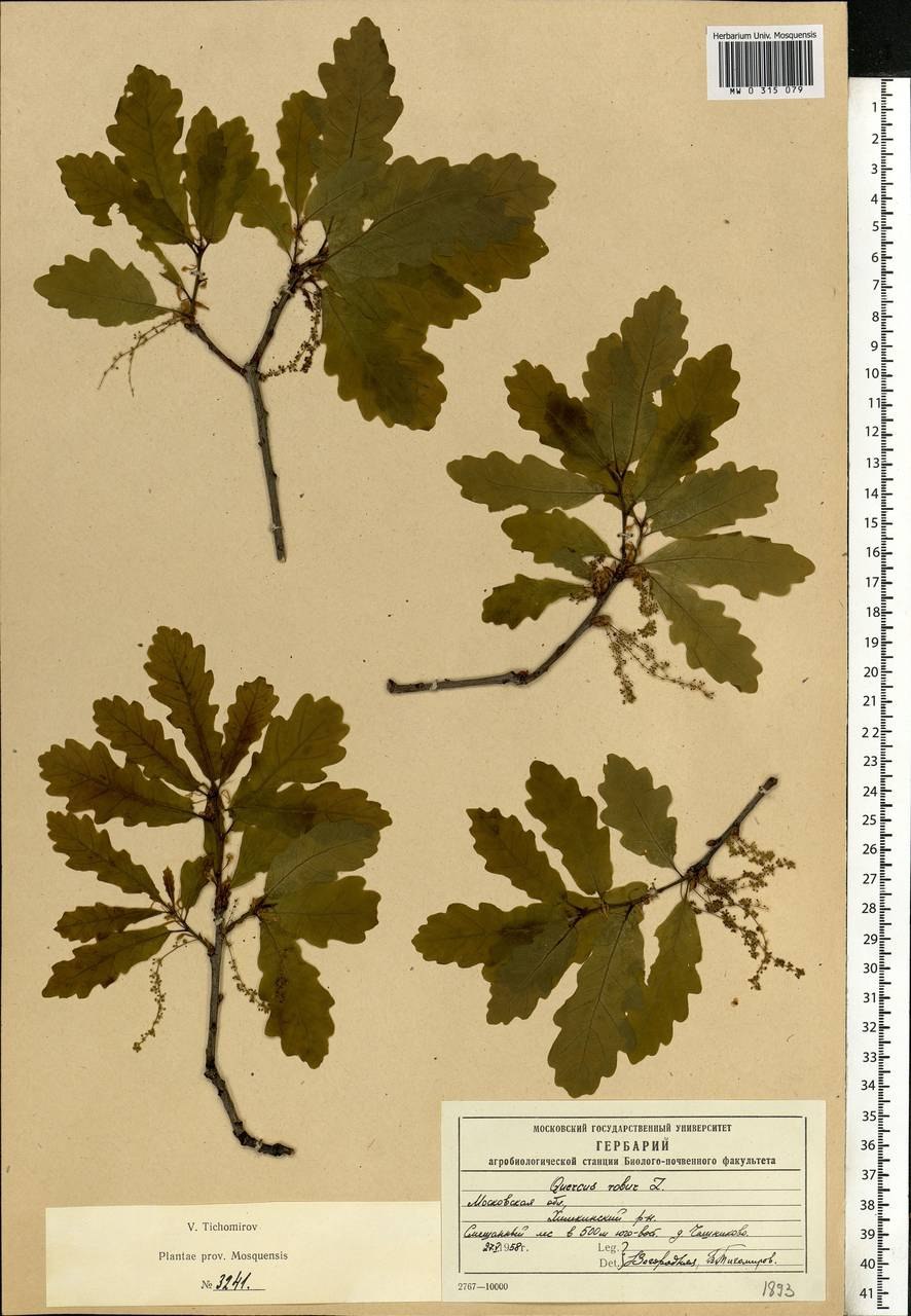 Дуб черешчатый Ботаническая иллюстрация