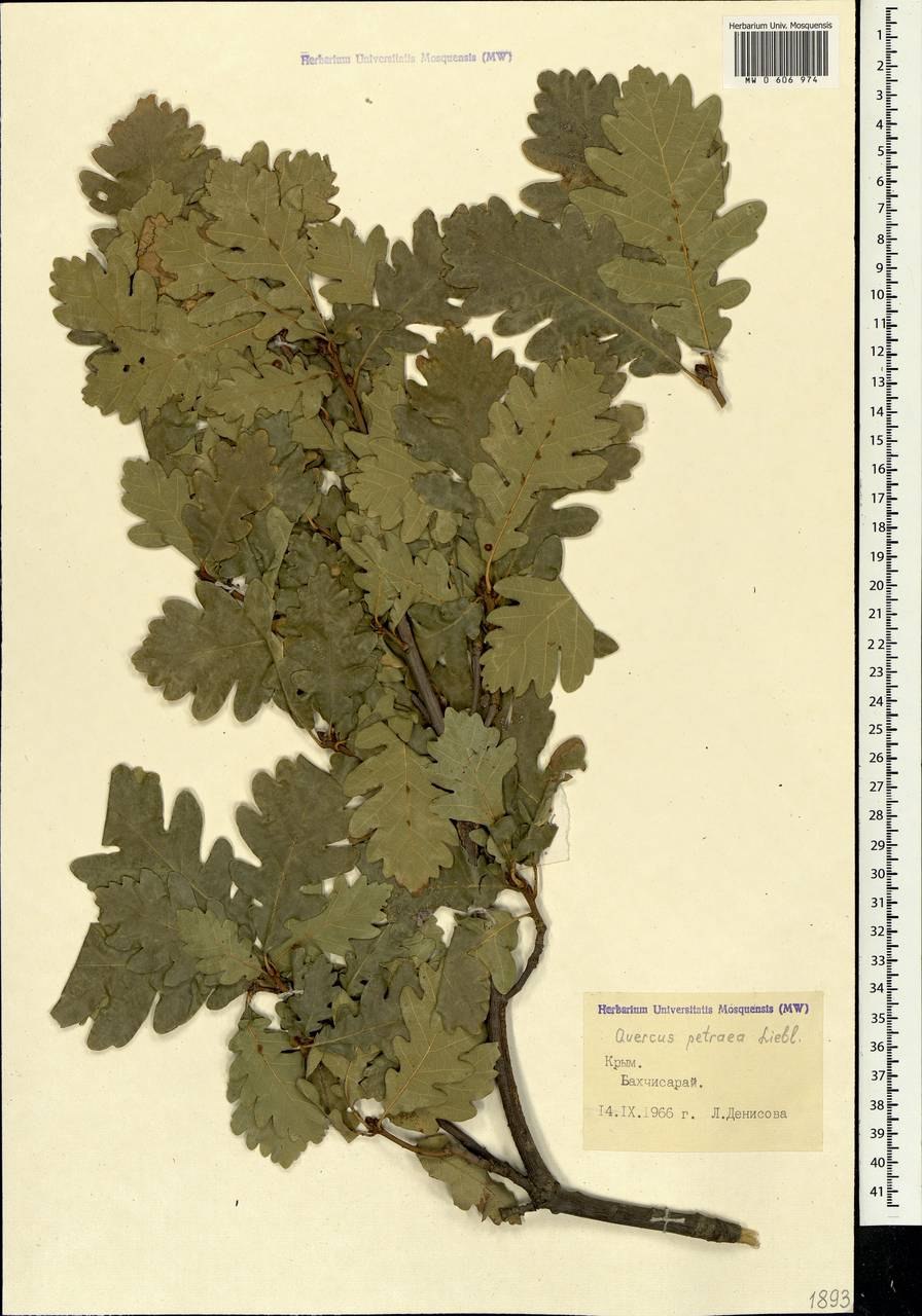 Дуб скальный ареал