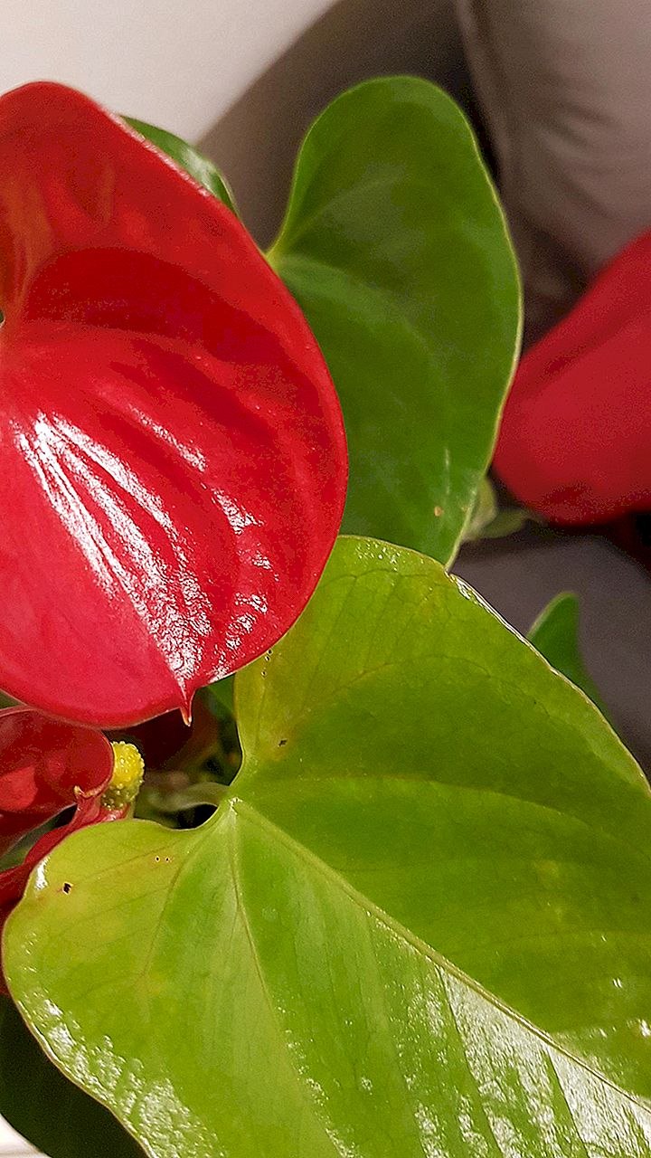 Панданус трипсы