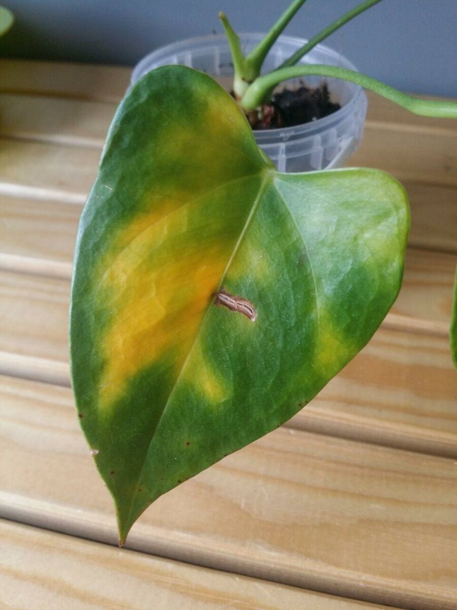 Антуриум капельки воды на листьях