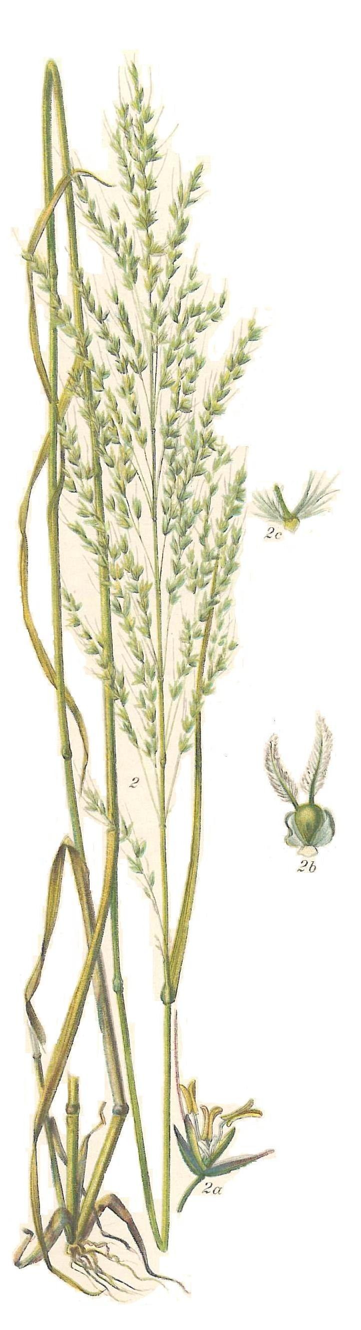 Семейство злаки кукуруза