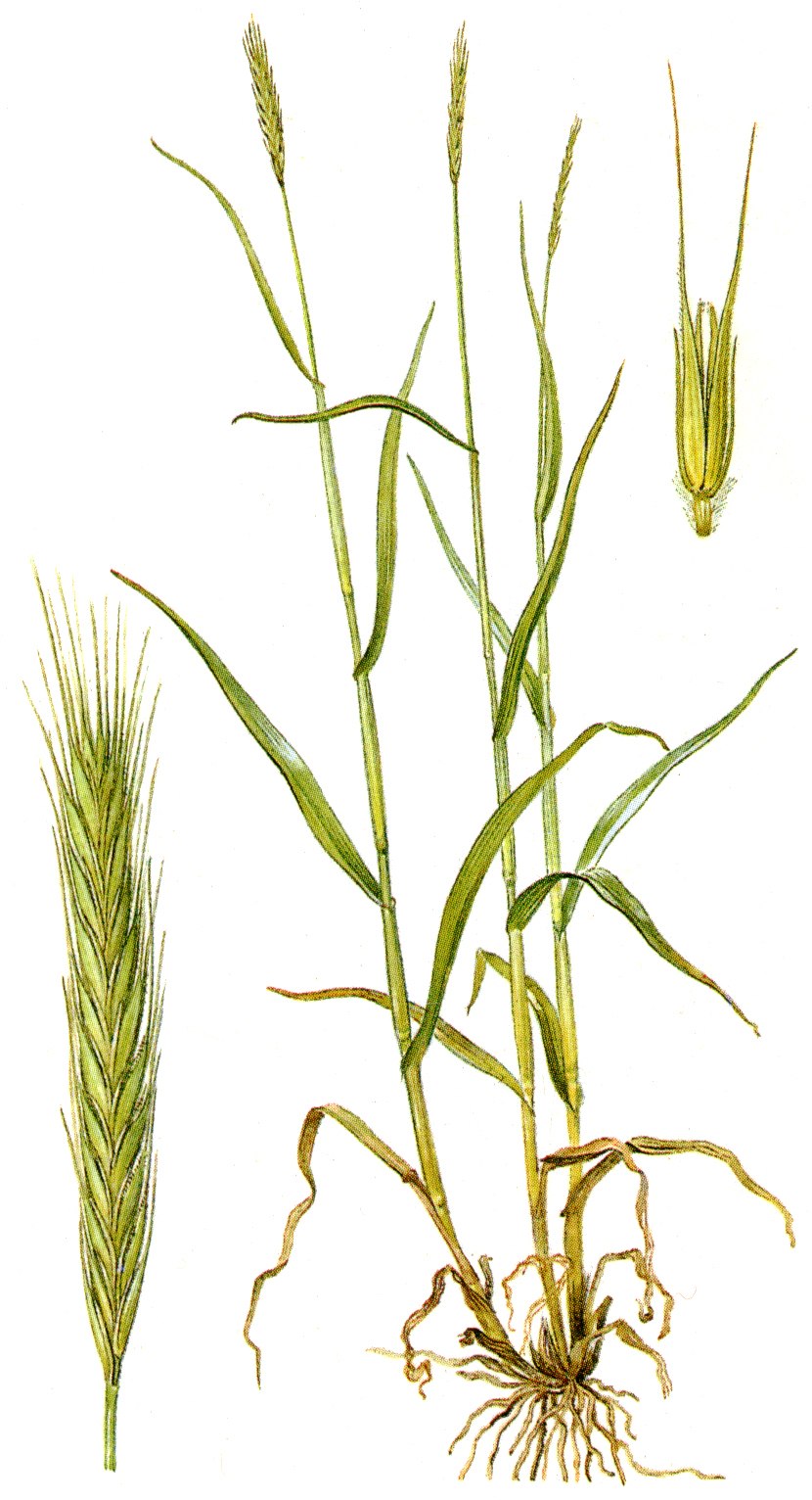 Цветение ржи