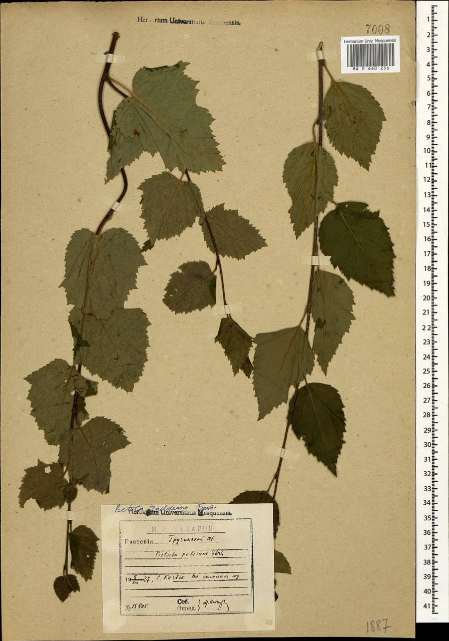 Береза Радде в Гунибе