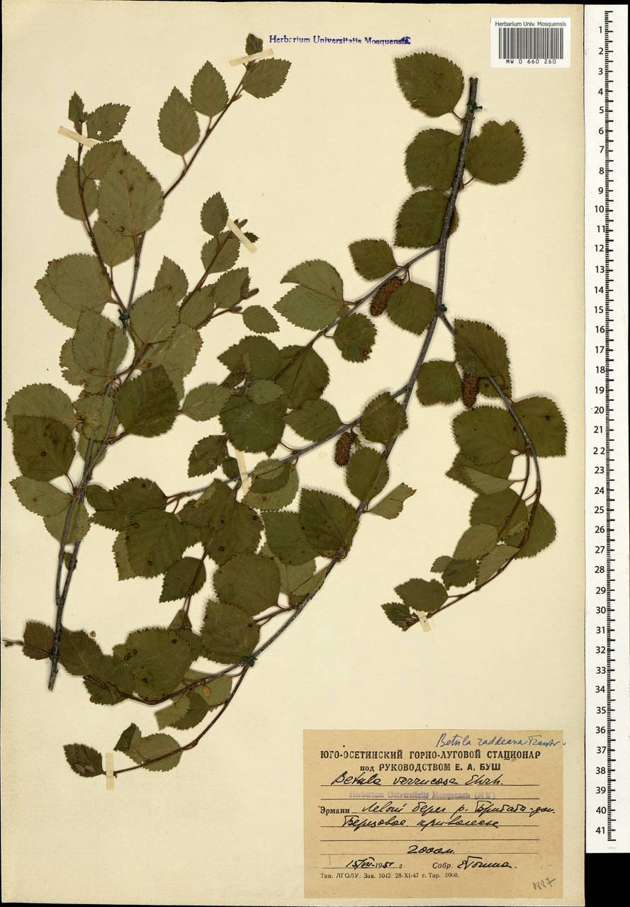 Береза Радде красная книга