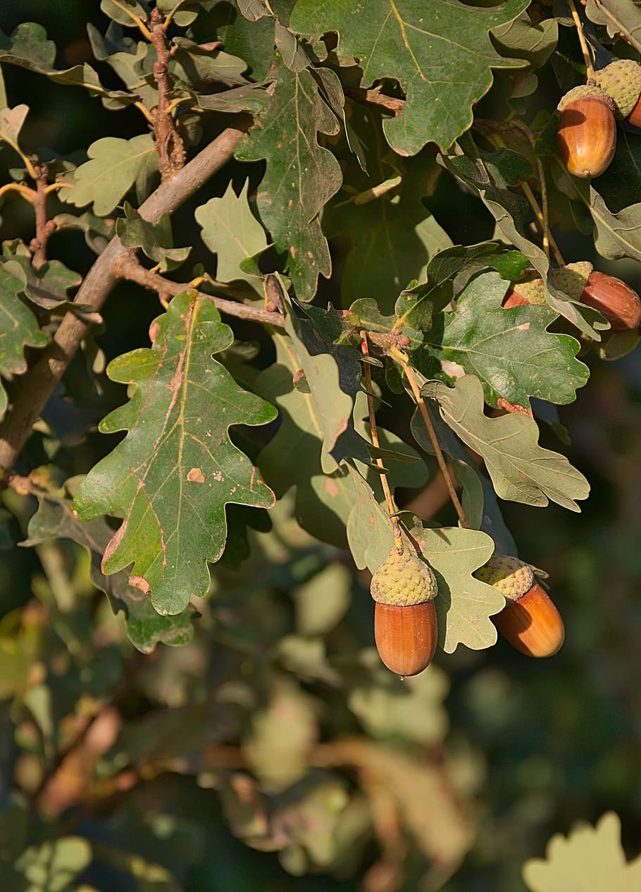 Дуб черешчатый плод