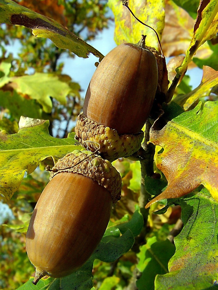 Плод дуба Желудь