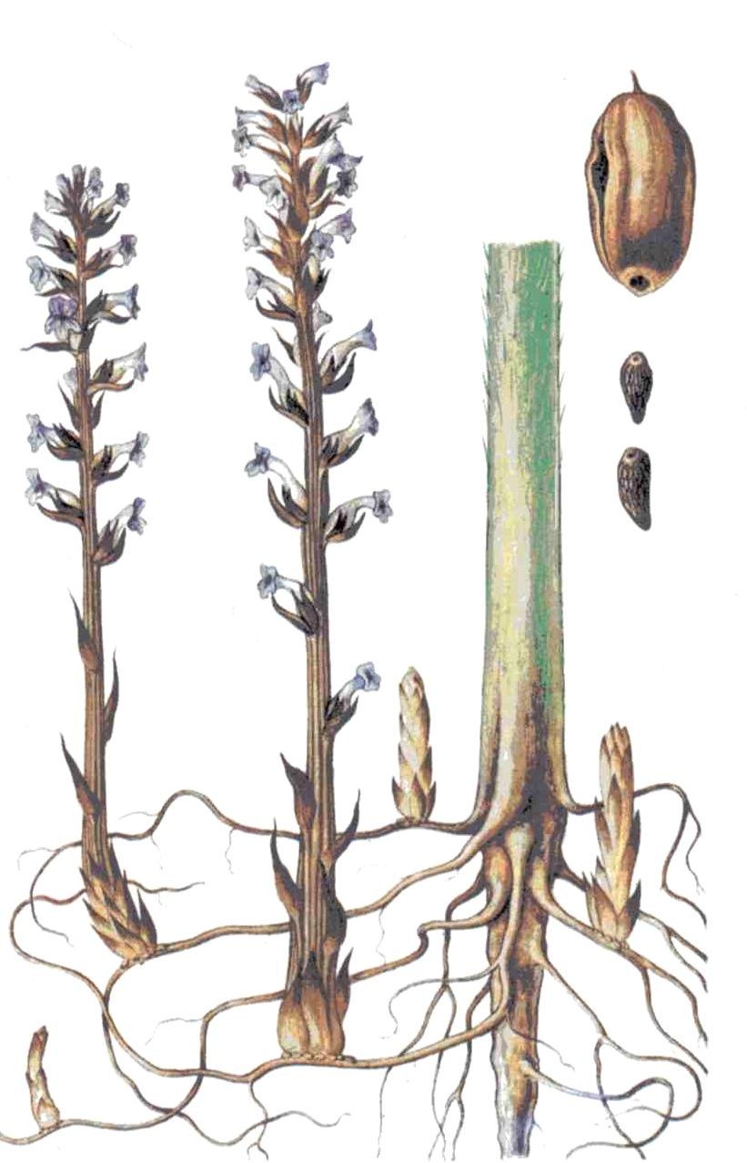 Заразиха (Orobanche