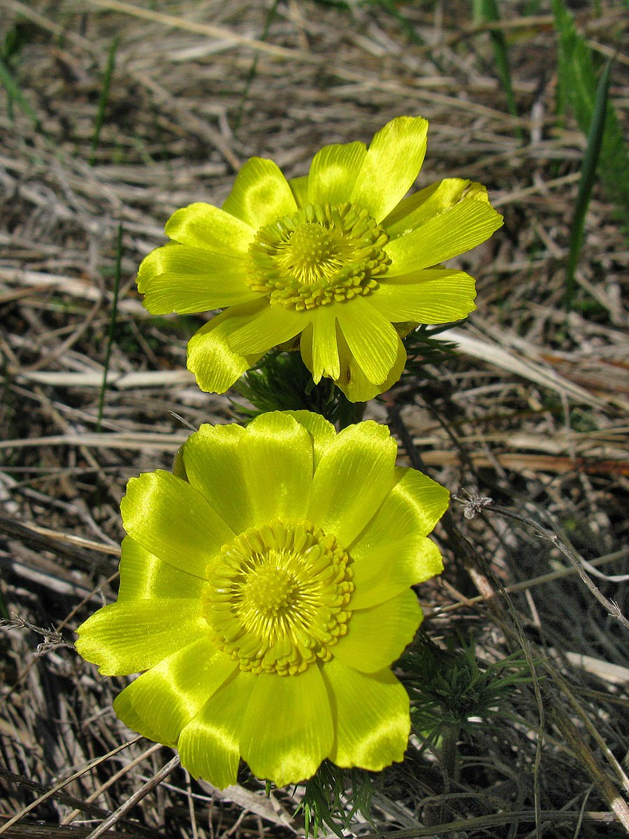 Адонис Волжский (горицвет Волжский)