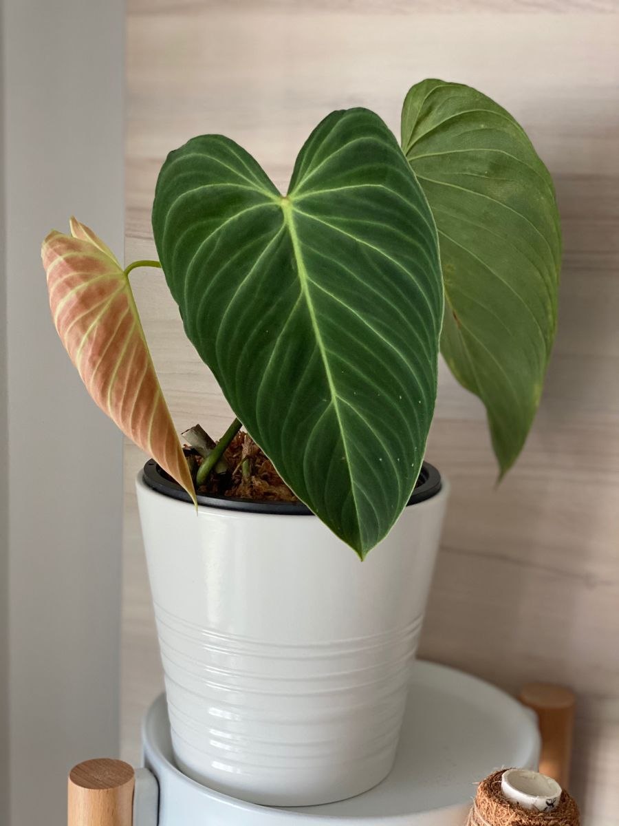 Филодендрон эль чоко ред