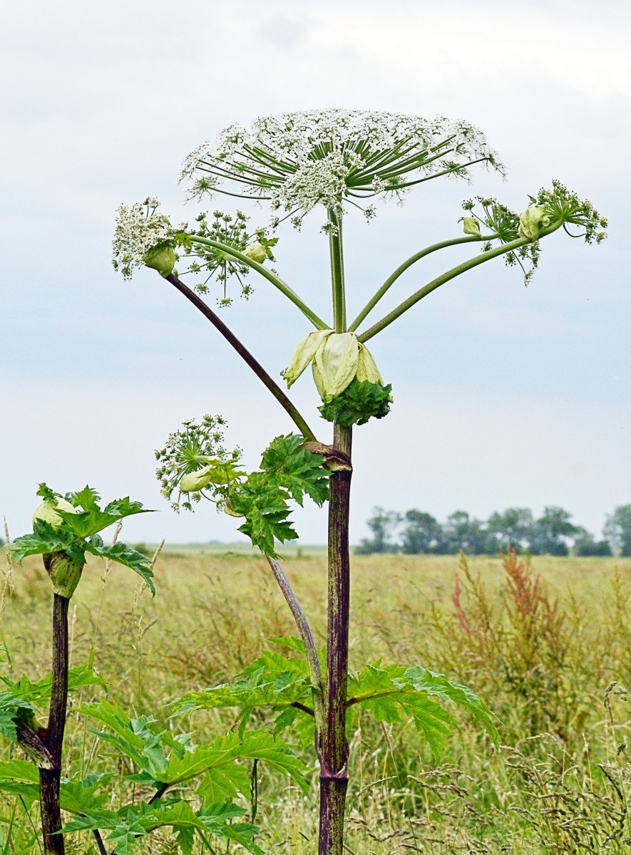 Борщевика Сосновского (Heracleum sosnowskyi)