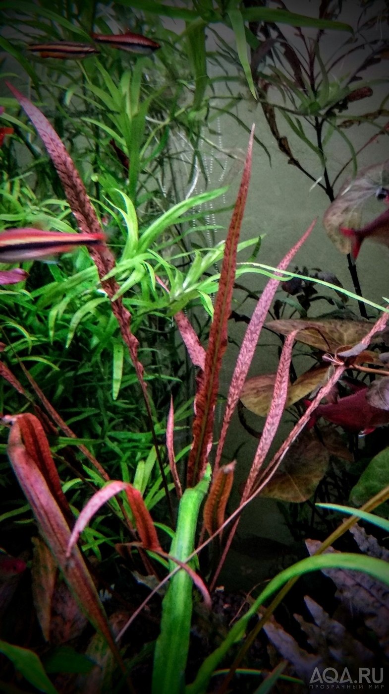 Криптокорина пурпурная Cryptocoryne purpurea