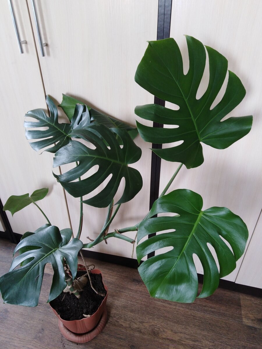 Монстера без прорезей