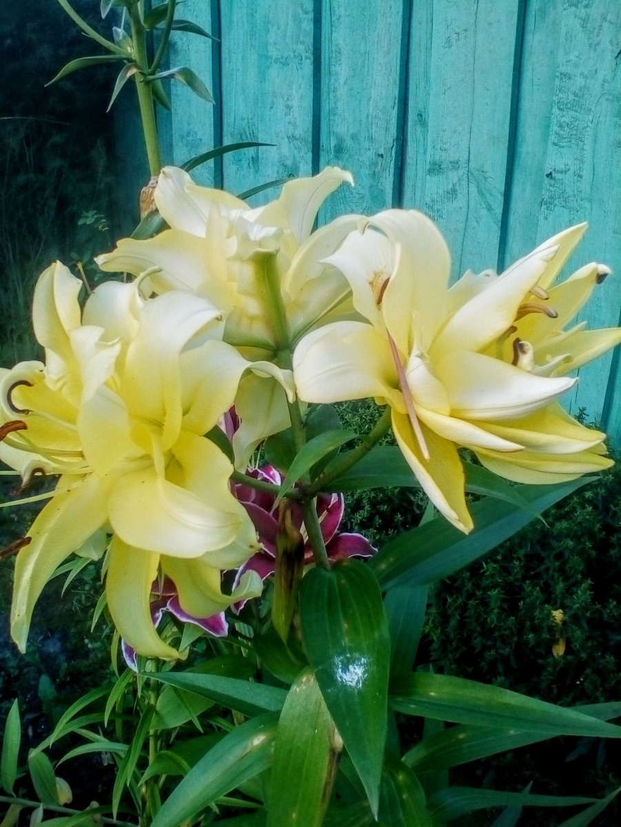 Длинноцветковые азиатские лилии