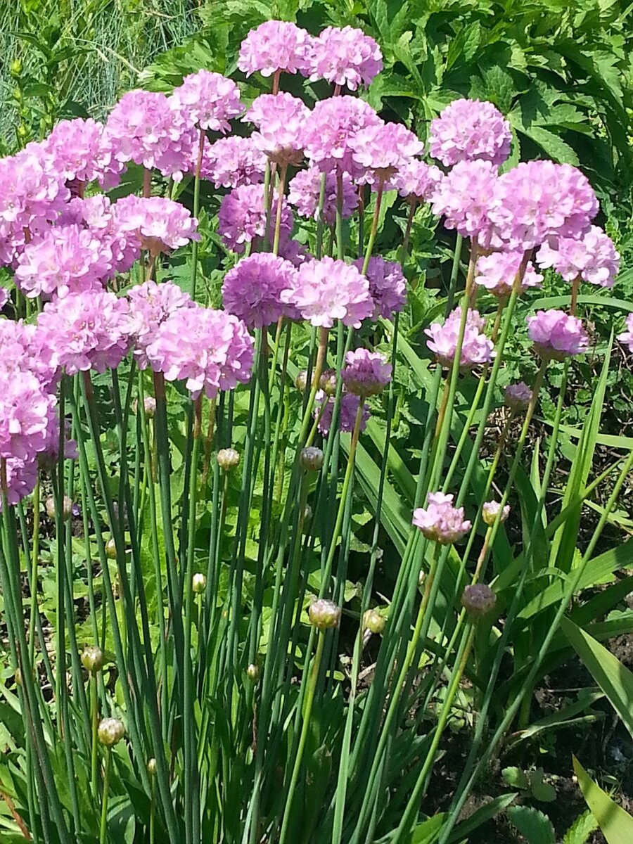 Рудбекия махровая многолетняя