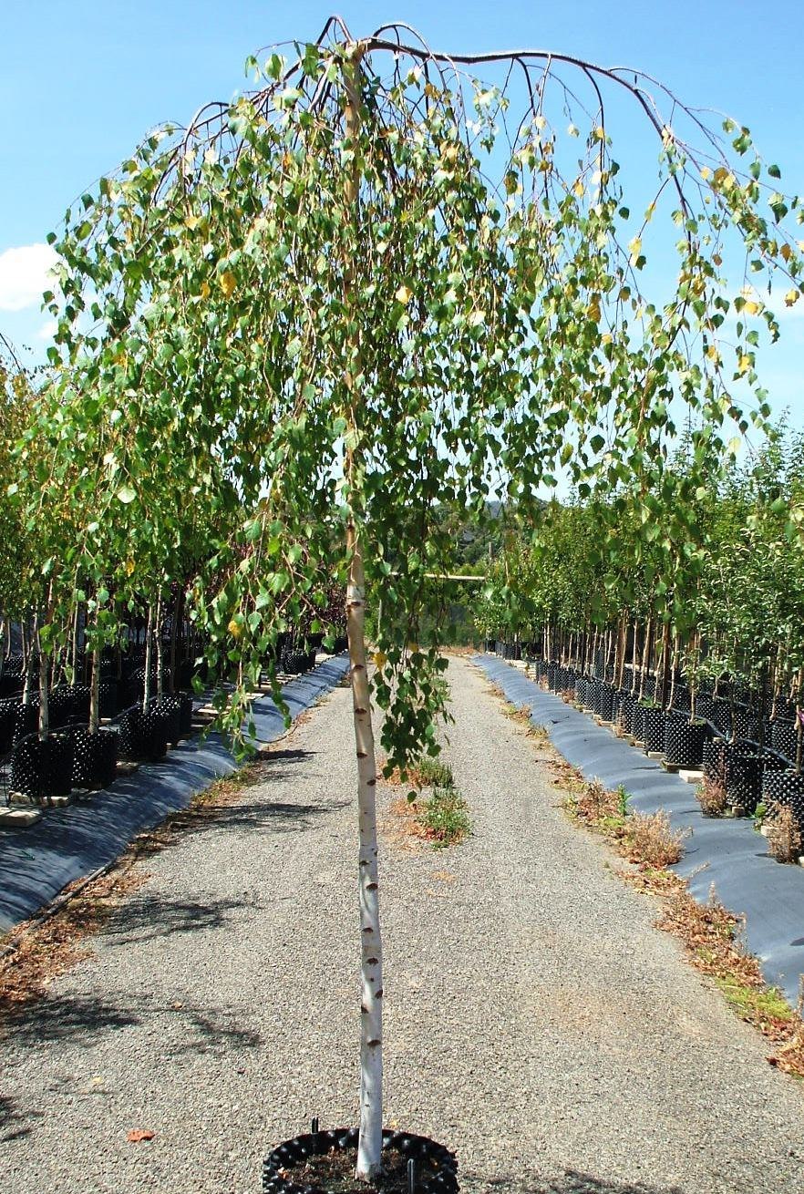 Береза повислая на штамбе