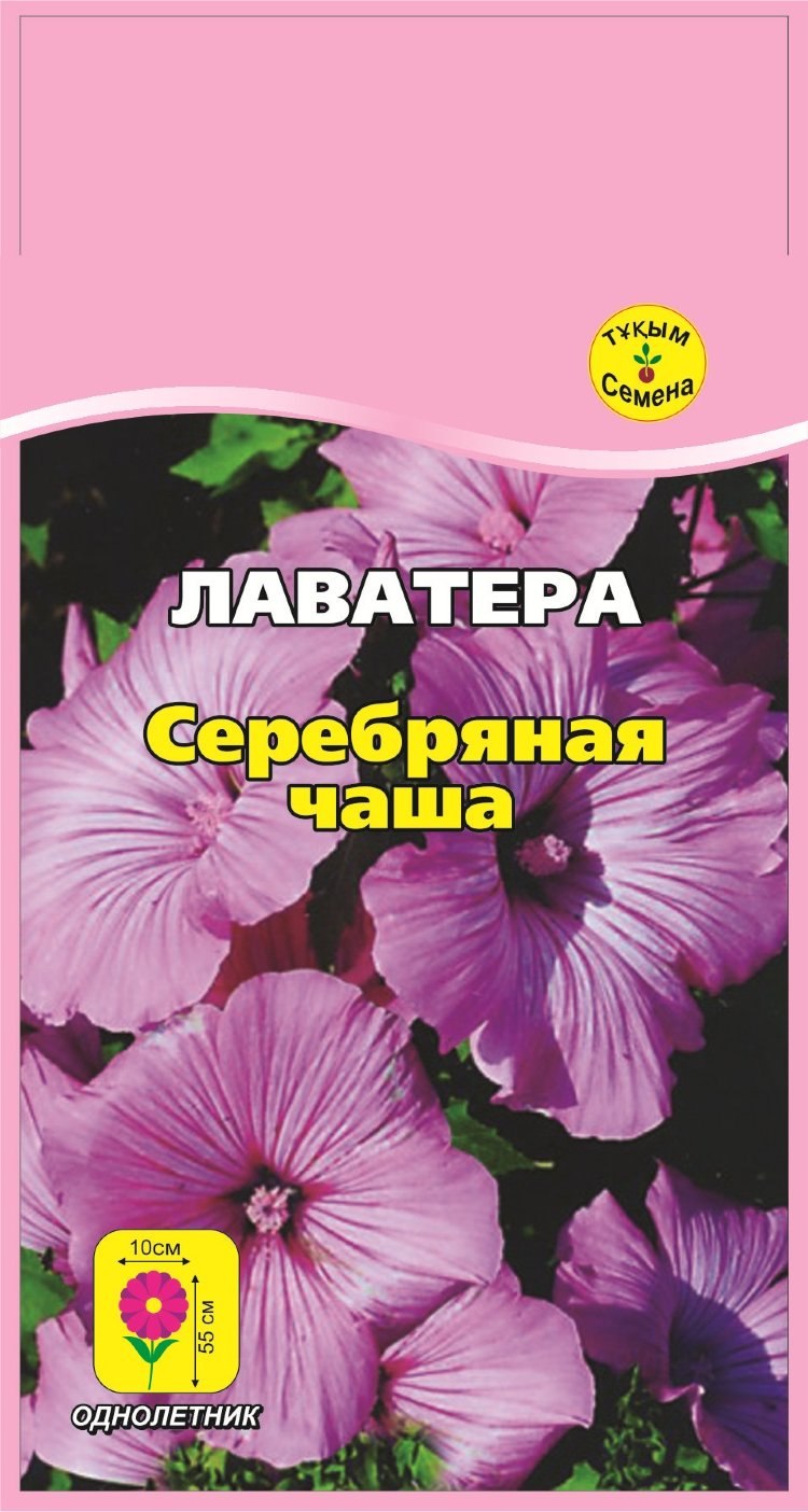 Лаватера чаровница