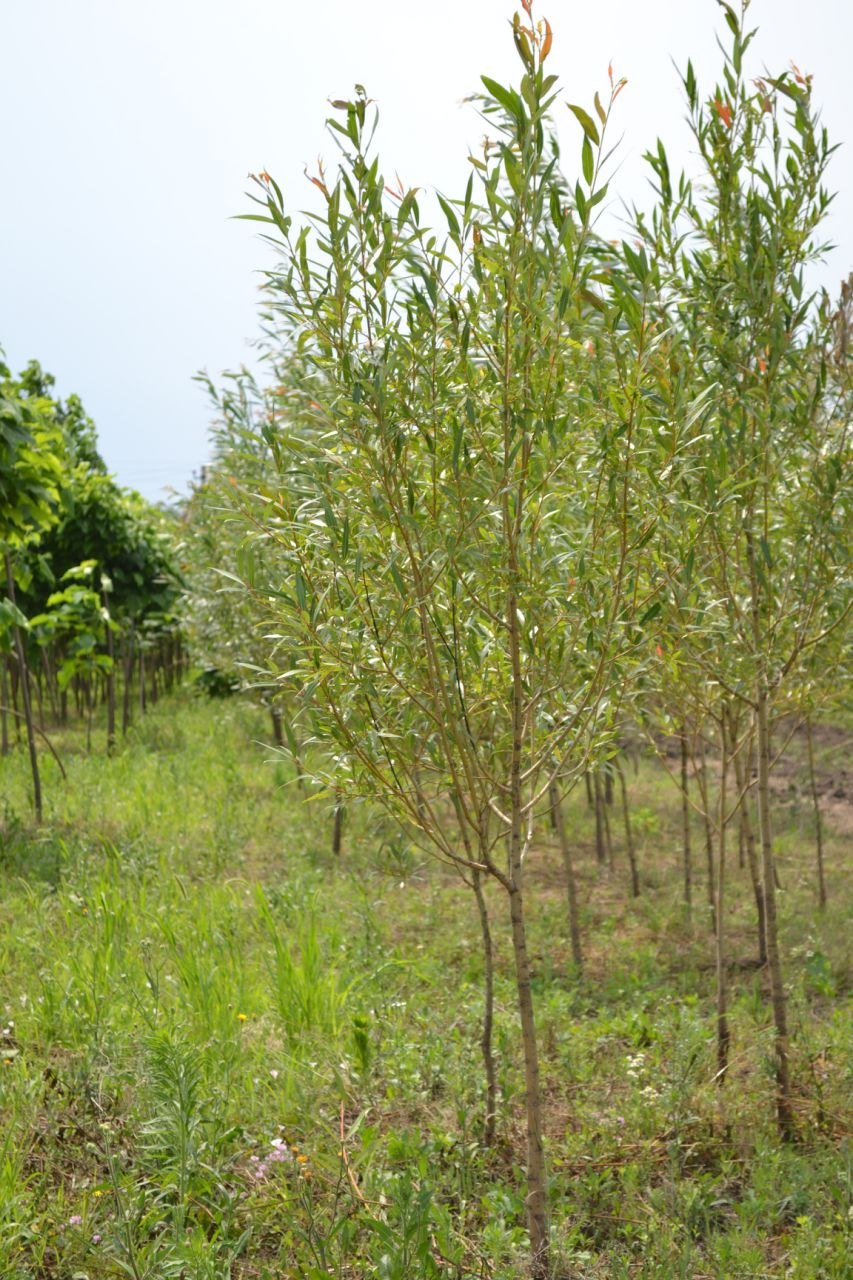 Ива белая Плакучий Гном