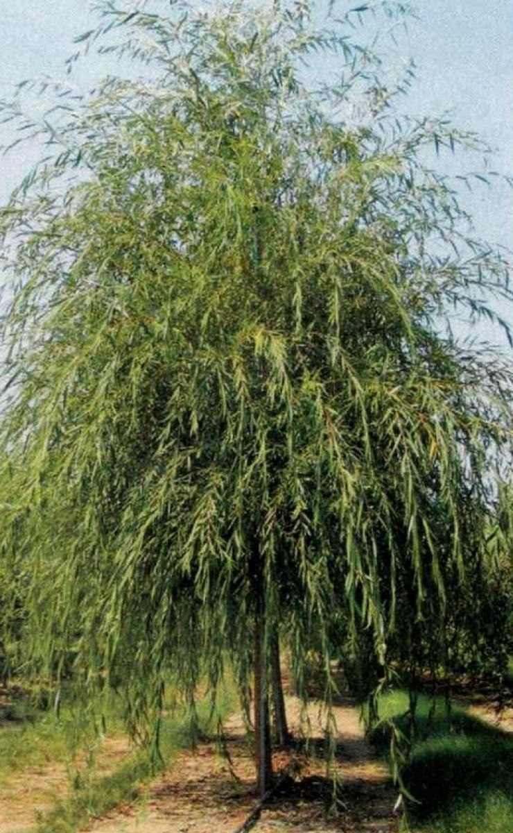 Ива Salix