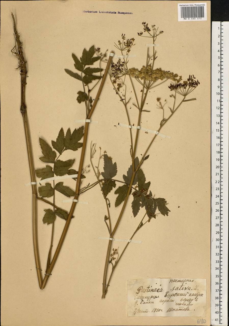 Черника (Vaccinium myrtillus)