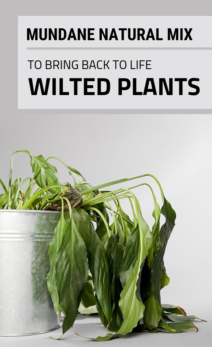 Проращивание черенков роз