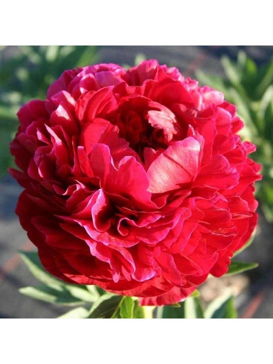 Пион Генри Бокстос