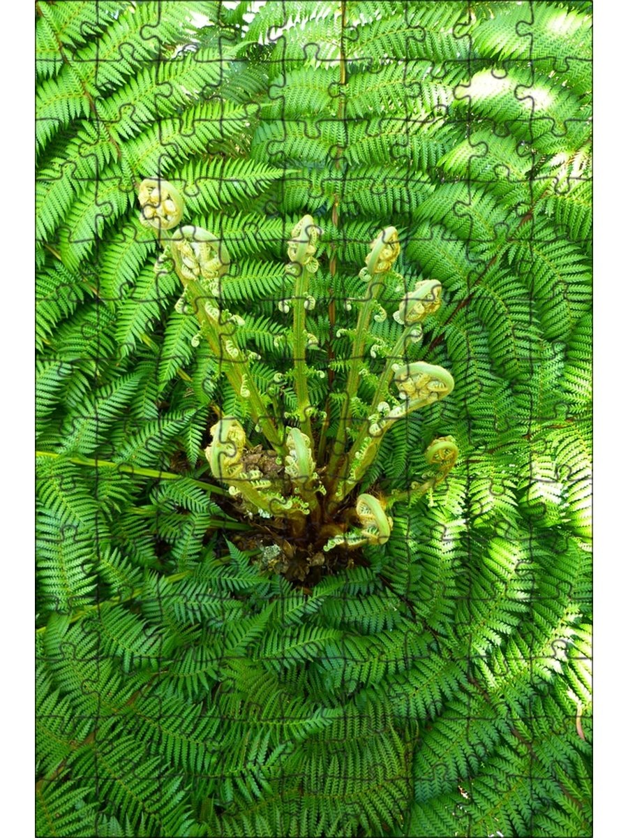 Цветовые Папоротниковидные