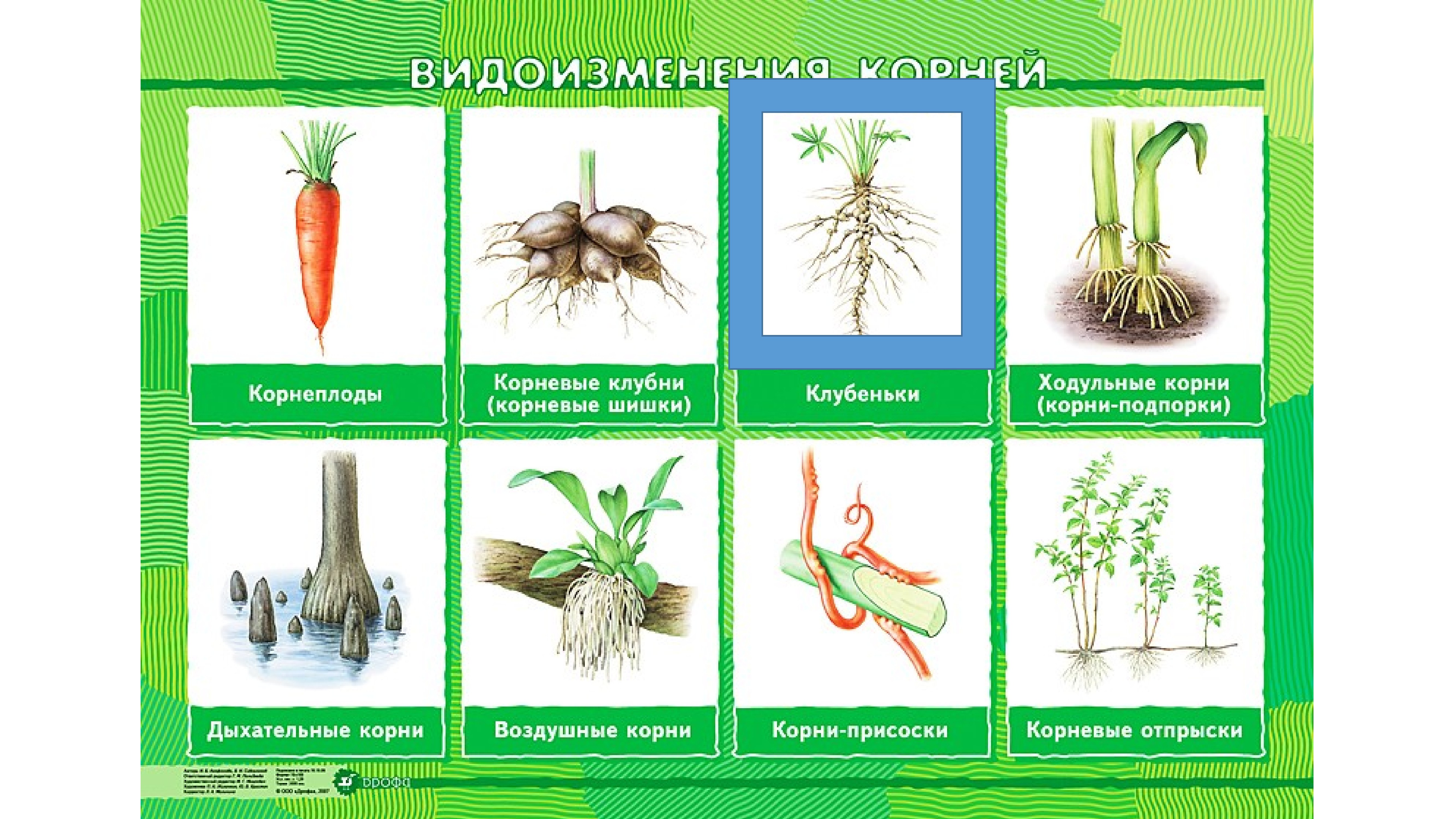 Видоизмененные корни клубеньки. Видоизменения вегетативных органов растений таблица.