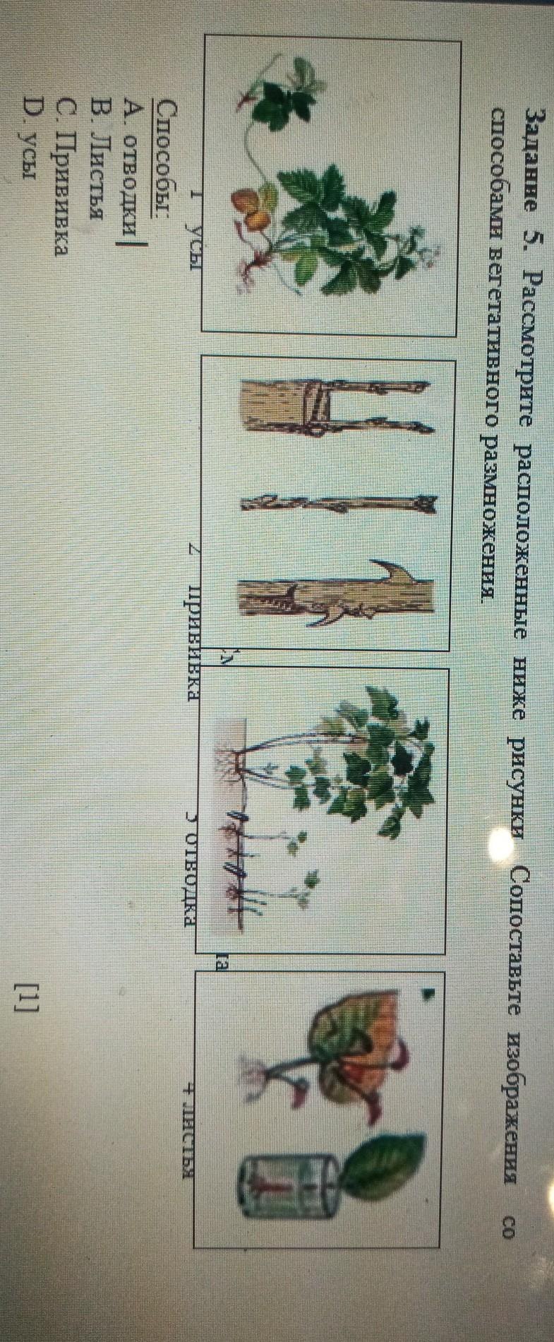 Вегетативное размножение ползучими побегами
