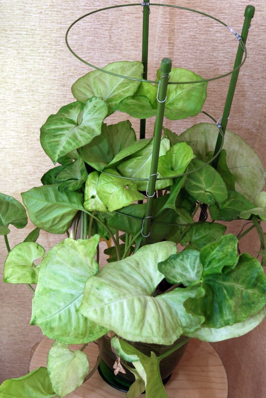 Сингониум лиана