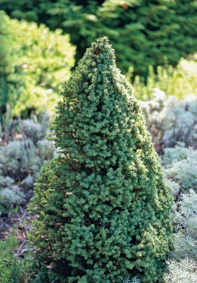 Ель канадская Коника