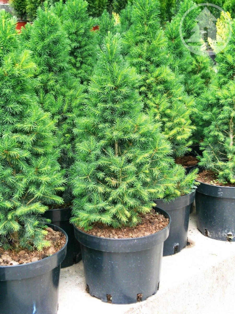 Ель канадская