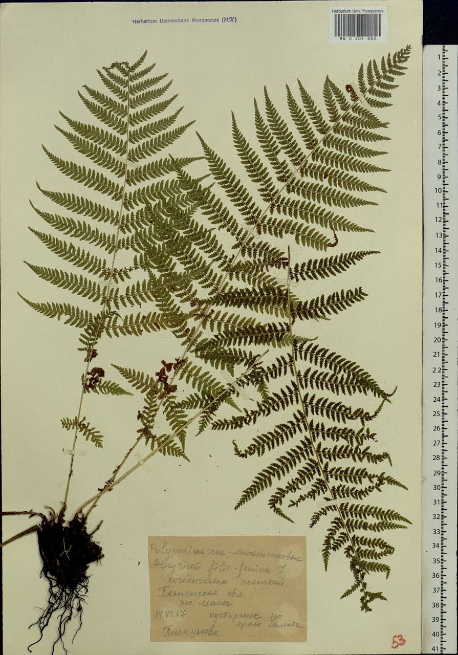 Кочедыжник Пиктум