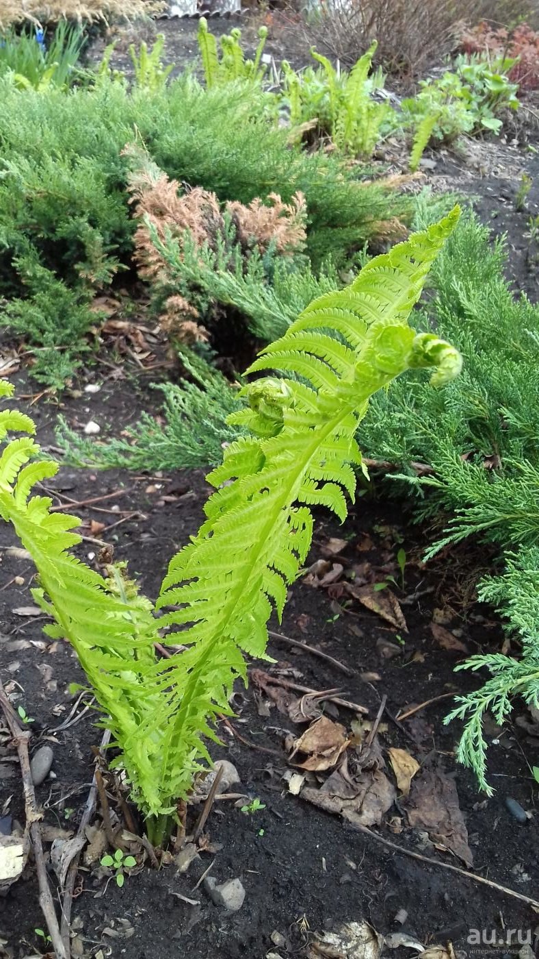 Папоротник орляк обыкновенный