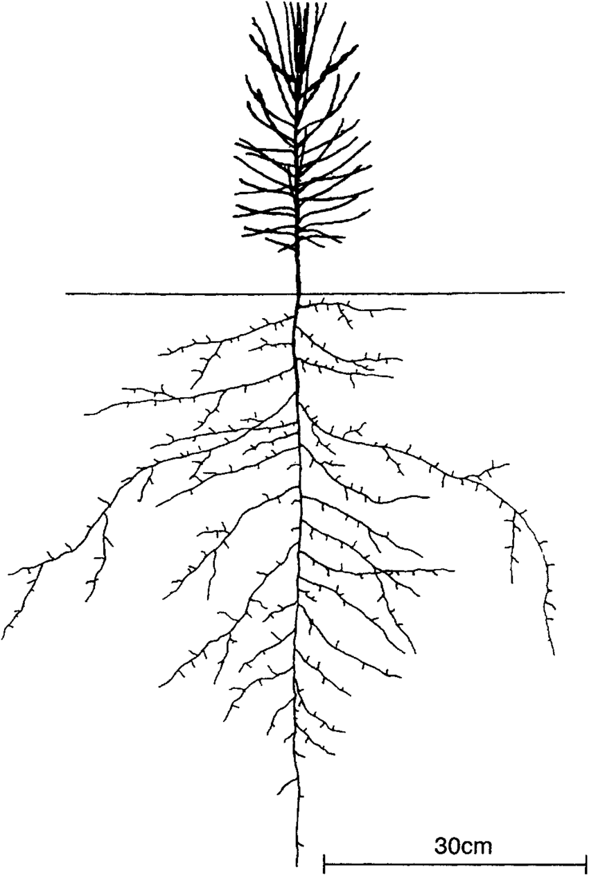 Корни лиственницы
