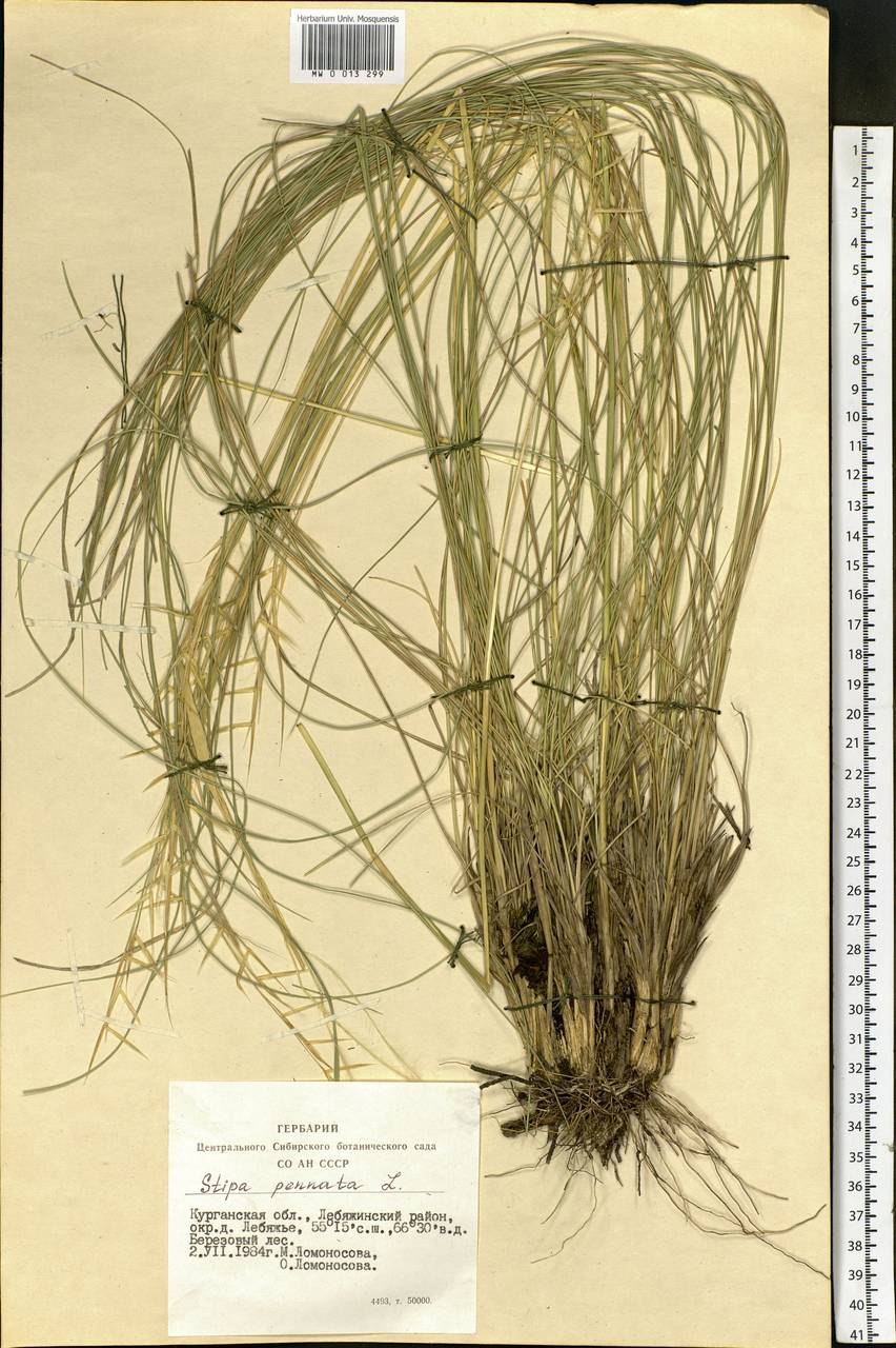 Ковыль перистый примета
