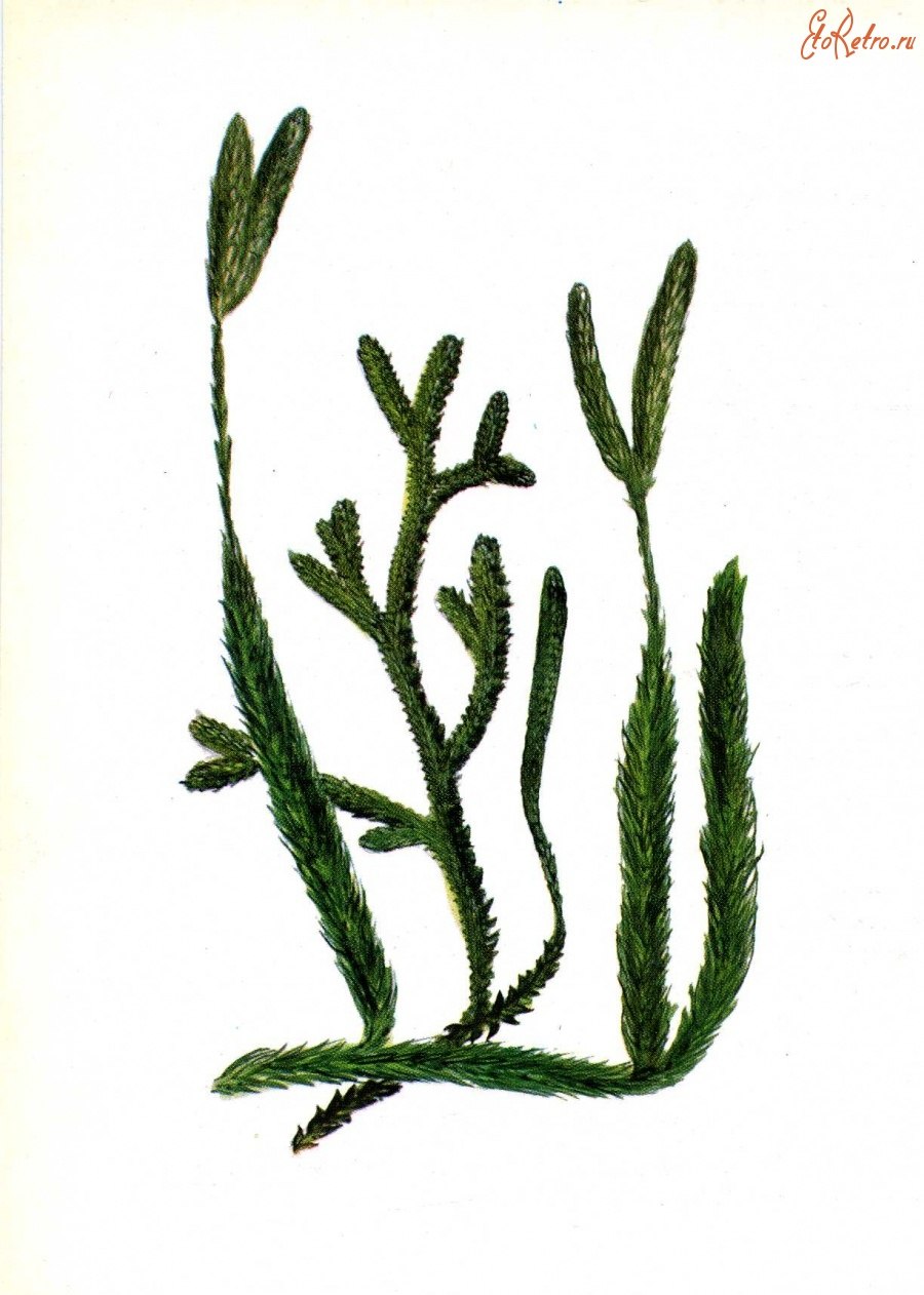 Плаун булавовидный