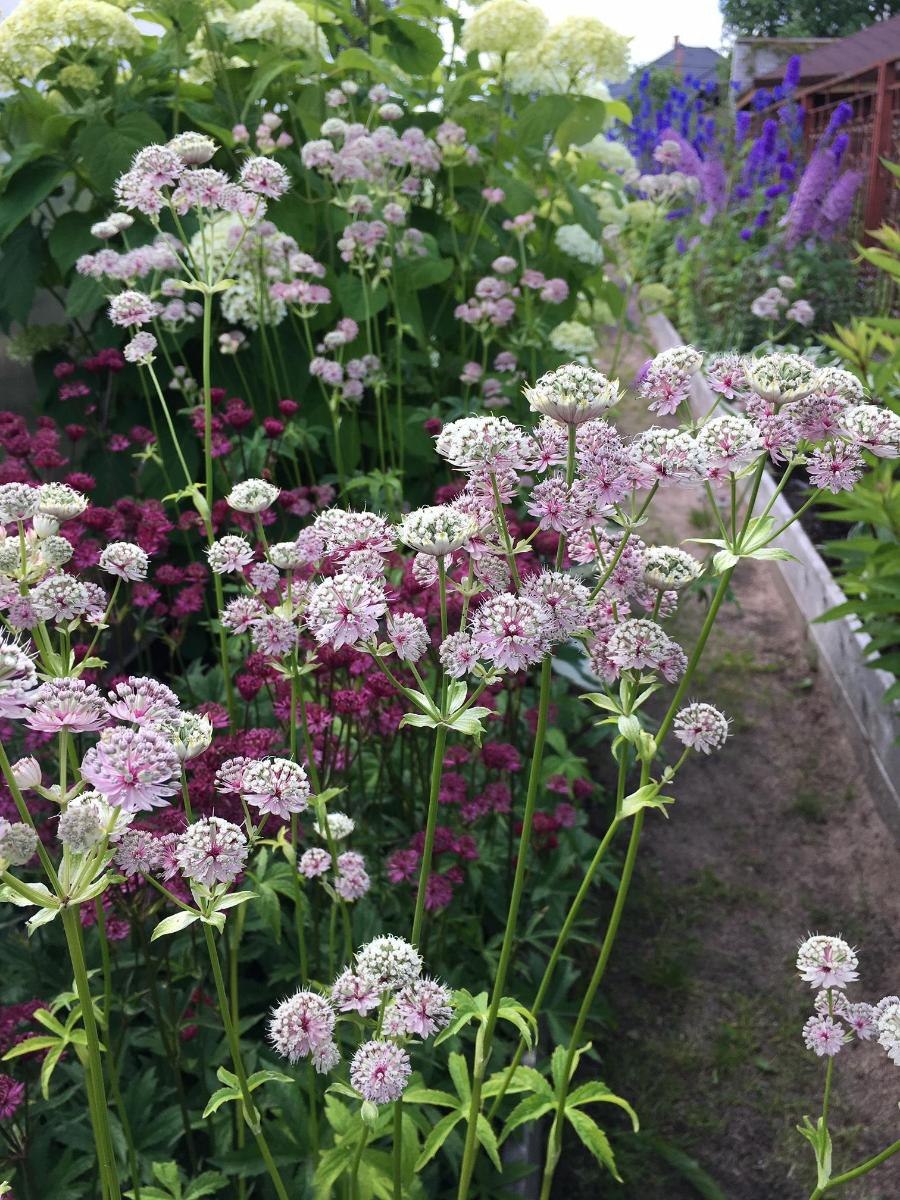 White giant Астранция