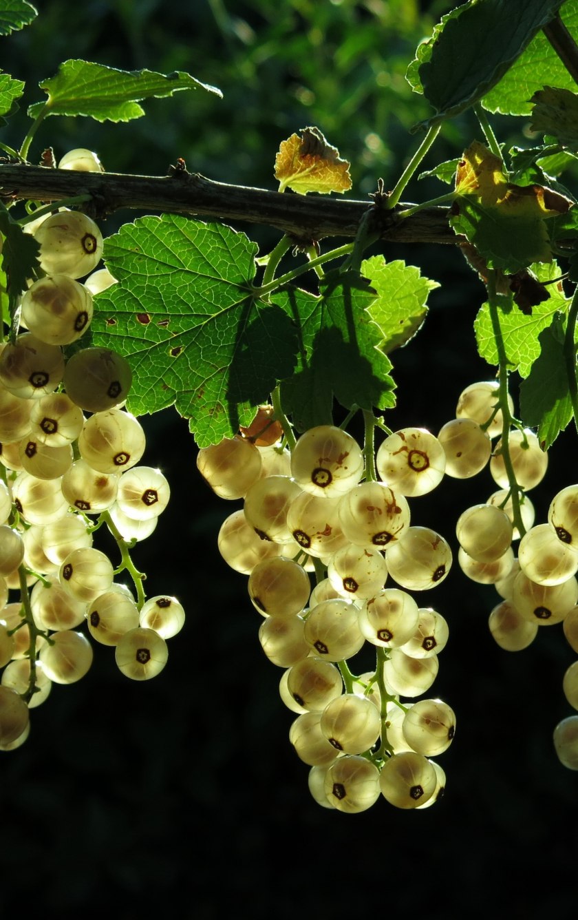 Смородина белая Версальская