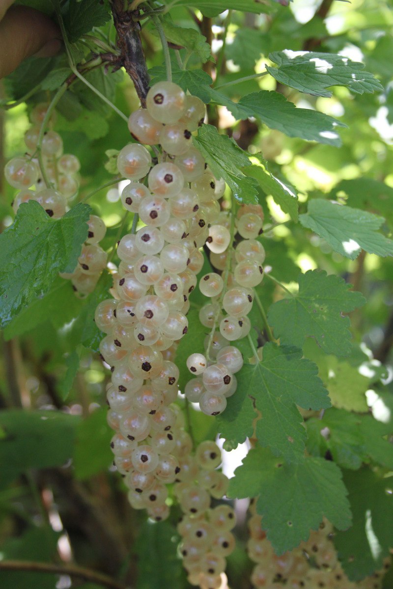 Белая смородина голландская белая