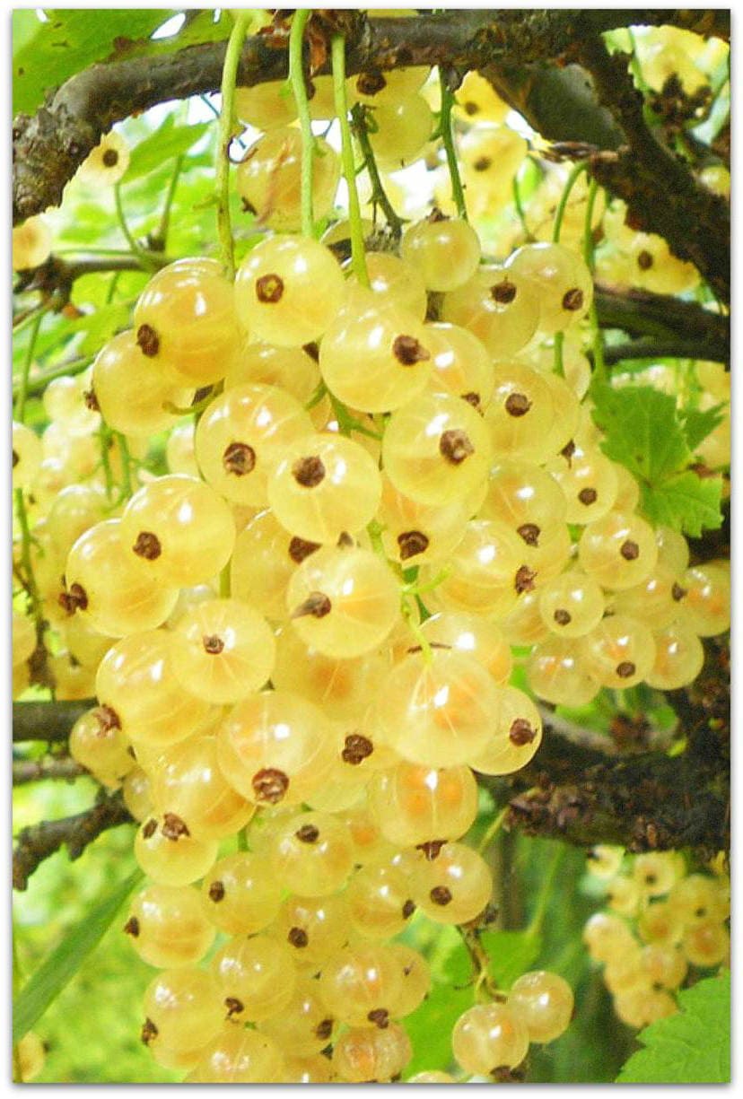 Смородина белая Беляна (с2)