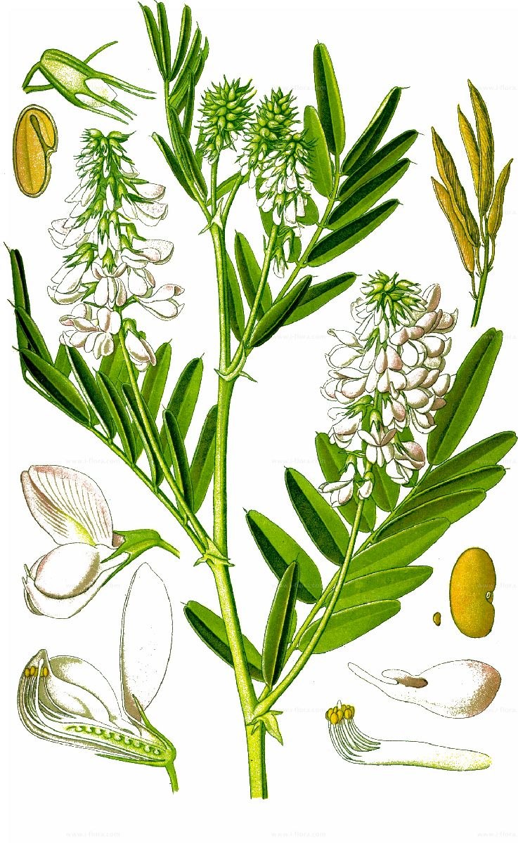 Мышиный горошек Луговой