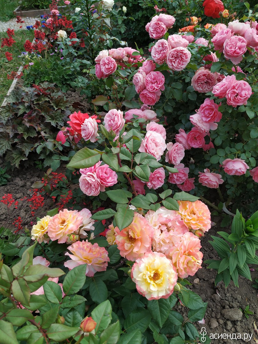 Роза пастелла