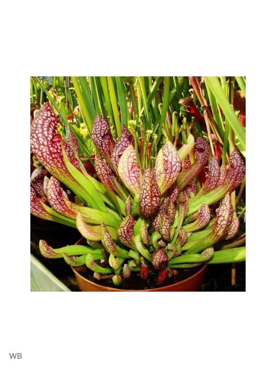 Carnivorous Costumed cravings отgroblek